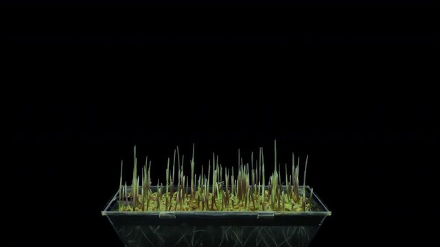 Time lapse of germinating microgreens rye seeds with ALPHA transparency channel isolated on black background