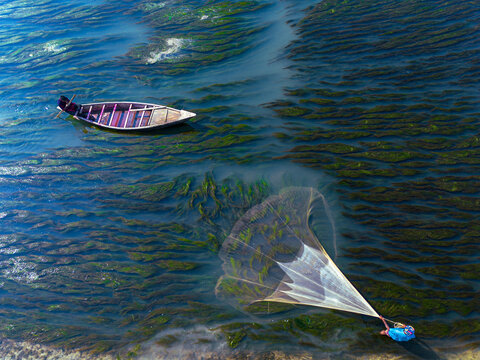 Badalgachhi, Bangladesh - 17 December 2025: Aerial view of a fisherman casting a large net from the shore near a wooden boat in a river filled with green algae.