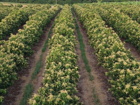 Vista a&eacute;rea de pomar comercial de mangas (Mangifera indica) com &aacute;rvores em plena flora&ccedil;&atilde;o dispostas em fileiras organizadas. Paisagem agr&iacute;cola de cultivo de frutas tropicais sob luz natural. 
