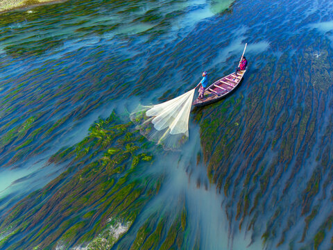 Badalgachhi, Bangladesh - 17 December 2025: Aerial view of fishermen casting a net from a wooden boat on a river filled with vibrant green aquatic plants.