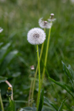 Primo piano di un fiore bianco di tarassaco comune, Taraxacum Officinale, soffione, dente di leone,  in un parco nel prato verde