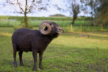 A curious black ouessant ram with impressive curled horns stands in a vibrant green field. Its unique expression, with a slight smirk and something in its mouth, adds character to this rural animal   © erwin