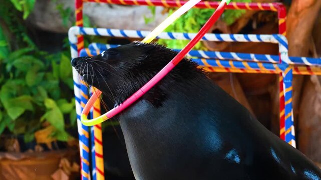 Seal performing hoop tricks during zoo show performance with trainer.