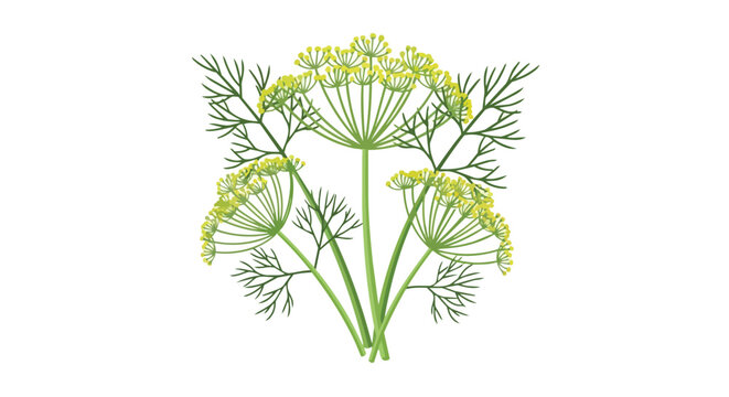 Fresh Dill Herb Plant with Yellow Flower Umbel and Feathery Green Leaves Vector Illustration