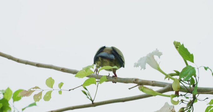 Colorful green pigeon on tree branch in city park animal wildlife