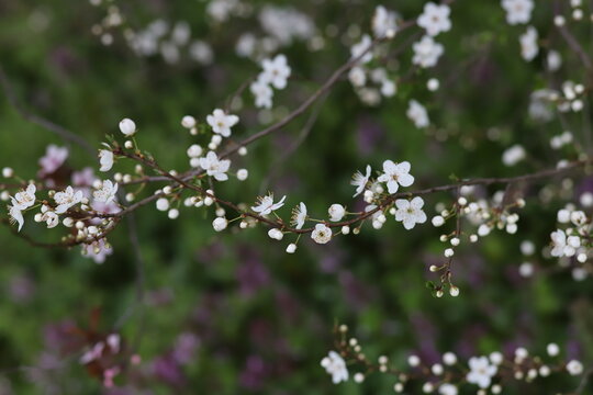 Primo piano di fiori bianchi di ciliegio, prunus avium, in primavera nella campagna italiana	
