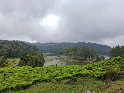 Lush Highland Tea Plantation Overlooking Serene Mountain Lake with Misty Forest and Dramatic Overcast Sky West Java Indonesia