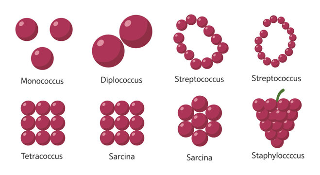 Microscopic Bacteria Shapes Illustration with Copy Space
