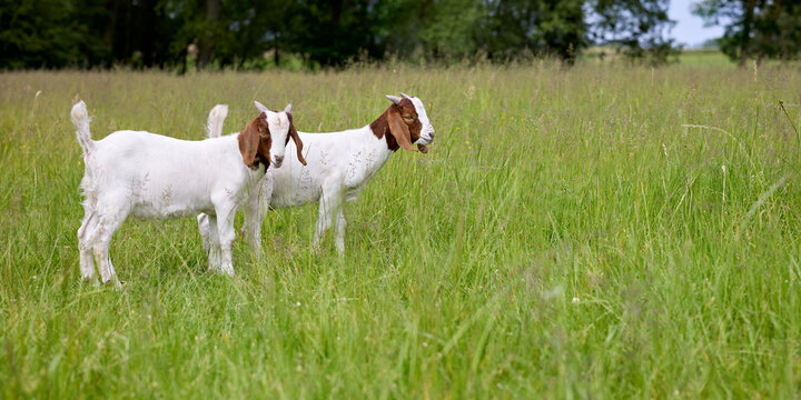 Two young south african boer goats with white bodies and brown heads stand alert in a vibrant green pasture. Healthy livestock grazing in nature.