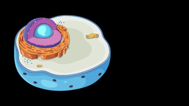 Educational 3d animation of animal cell structure assembly highlighting endoplasmic reticulum on black background.