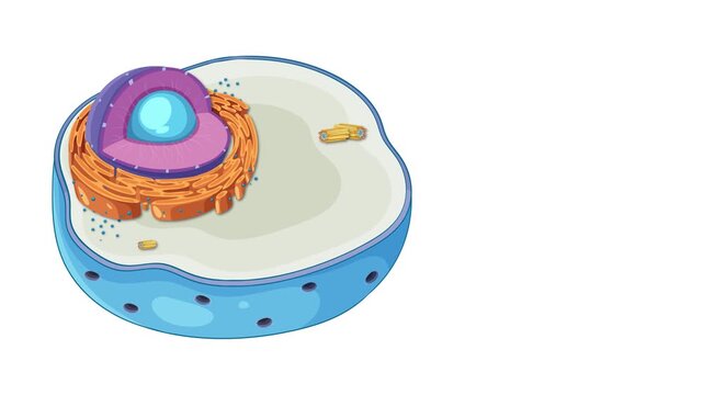 Animated cutaway view of a human cell, showing nucleus, endoplasmic reticulum, mitochondria, and ribosomes.