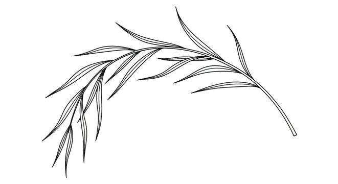 Willow Branch Outline Botanical Drawing Elegant Nature Design.