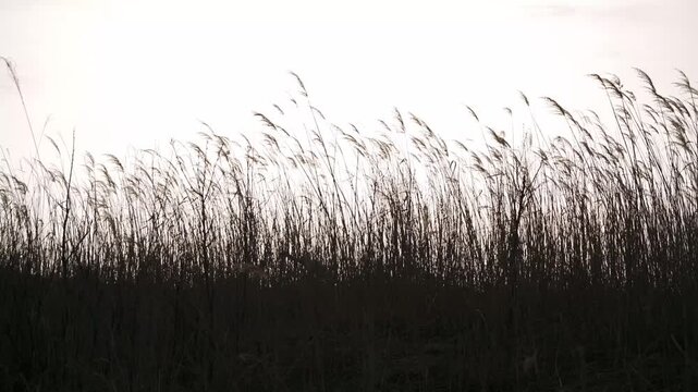 A lone dead tree standing among dry grass on a highland plateau