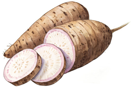A taro root, earthy watercolor illustration