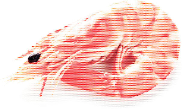 Pop art retro seafood shrimp and comic halftone for design vector print graphic