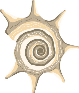 Beige spiky seashell with spiral pattern and long thorns marine shell isolated