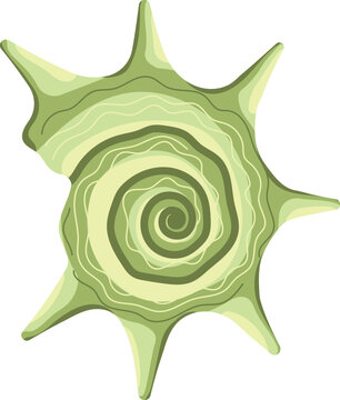 Green spiky seashell with spiral pattern and long thorns marine shell isolated