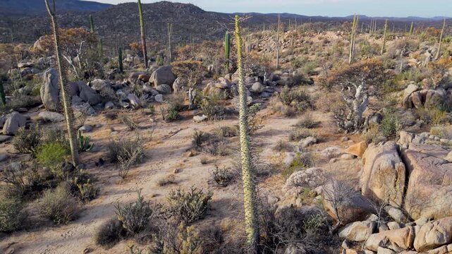 Aerial views capture sunrise over Catavina in Baja California, showing cirios cactus, cordon, and the desert landscape.