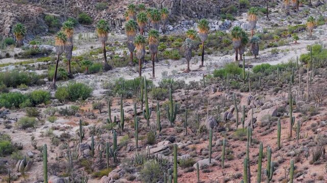 Aerial views of a sunrise over Catavina, Mexico highlight its desert landscape with cardon cacti, cirios, and blue palms.