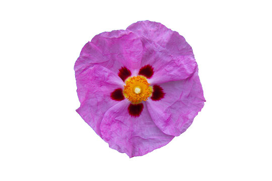 Delicate pink rockrose bloom with crinkled petals, dark red markings and yellow center, isolated on white. Botanical floral cutout for design, decor and nature themes.