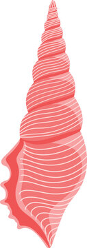 Pink seashell with spiral cone shape and striped pattern marine shell isolated