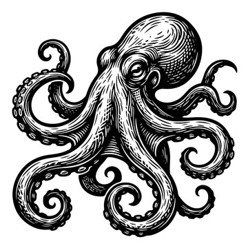 Intricately detailed woodcut-style vector illustration of an octopus with curled tentacles on white background, showcasing marine life in a classic artistic technique.