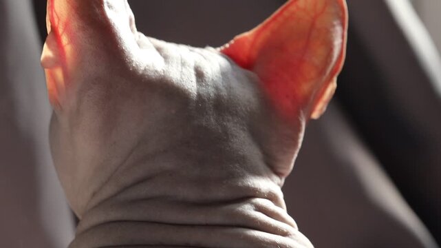 Close-up photo of a cat relaxing on a couch