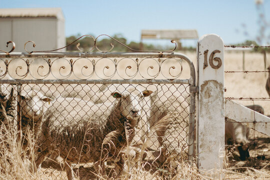 Flock of sheep gathered behind metal gate in rural paddock with concrete post marked with number 16