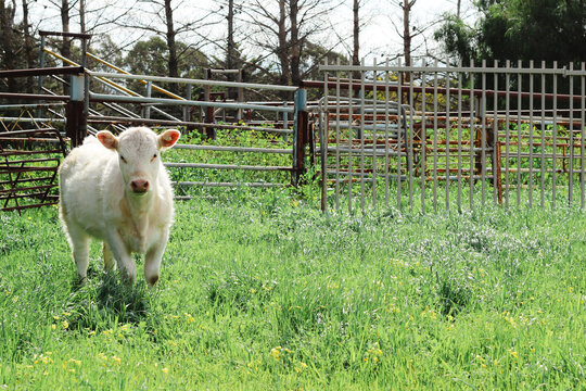 White Calf Grazing in Lush Australian Cattle Yard