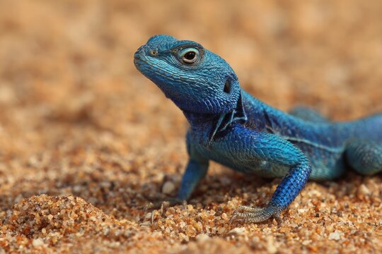 Blue lizard on sandy ground outdoors.