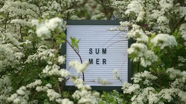 White letter board with word SUMMER in black letters surrounded by blooming white spirea flowers. Springtime holidays. Front view with copy space.