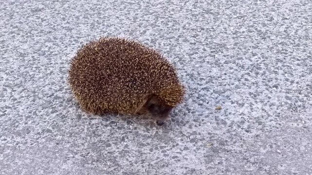 Cute, wild european hedgehog - erinaceus europaeus - sniffing and walking on a gray asphalt road