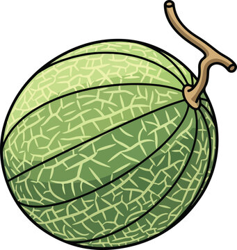 Fresh green melon fruit vector illustration isolated on white background