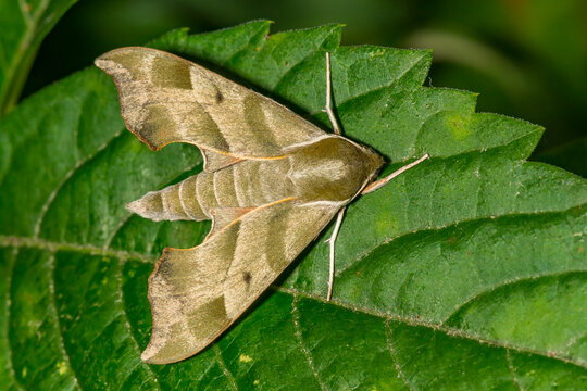 Virginia Creeper Sphinx - Darapsa myron