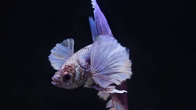 Purple and blue dumbo ear halfmoon betta fish swimming against a black background