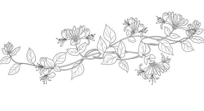 Elegant black and white line drawing depicts honeysuckle vines with delicate flowers and leaves in a graceful curve.
