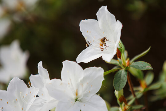 A bee landing on a white Azalea