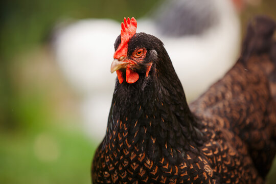 Black and Gold chicken in the garden