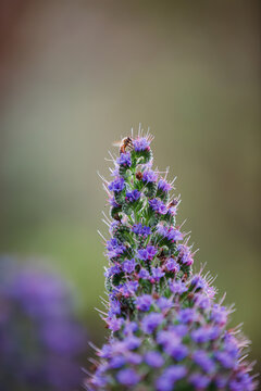 A bee on the top of a tower of purple flowers