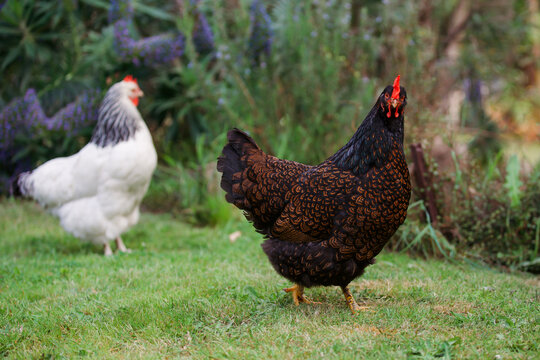 Two chickens fossicking in the garden