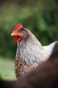 Silver chicken standing in the garden