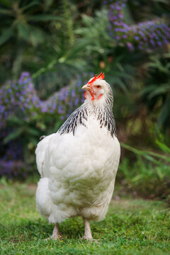 Leghorn chicken in the garden