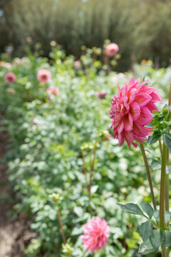 Fushia Dahlias in a sunny garden