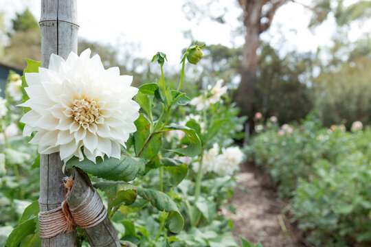 A white dahlia flower against a post in a garden