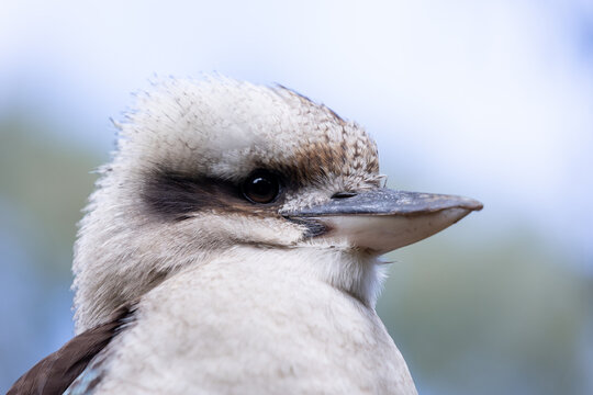 a side view of a laughing kookaburra