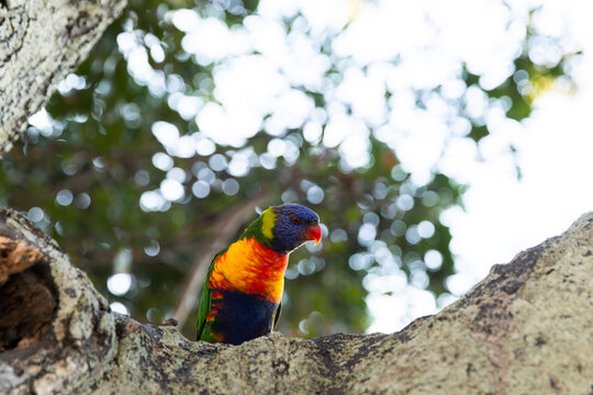 rainbow lorikeet standing on a branch of a tree