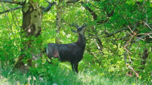 A chamois feeds on fresh green leaves in a lush summer forest. This intimate wildlife moment highlights the animal&rsquo;s natural behavior within its woodland habitat, surrounded by vibrant foliage