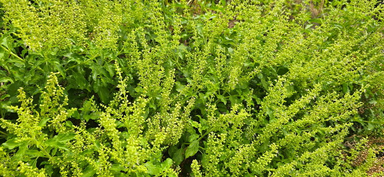 Holy basil (Ocimum tenuiflorum) produces abundant flowers. Leaves and flowers have pungent aroma and spicy flavor, Commonly used in cooking, Sacred basil is Queen of Herbs. contain essential oils
