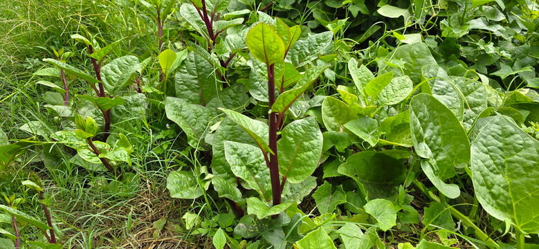 Malabar spinach, Basella rubra, has purplish-red stems and leaves. It's a fast-growing tropical plant with thick, succulent leaves. It's an easy-to-grow native vegetable with high nutritional value.
