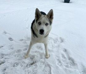 siberian husky dog © Kat
